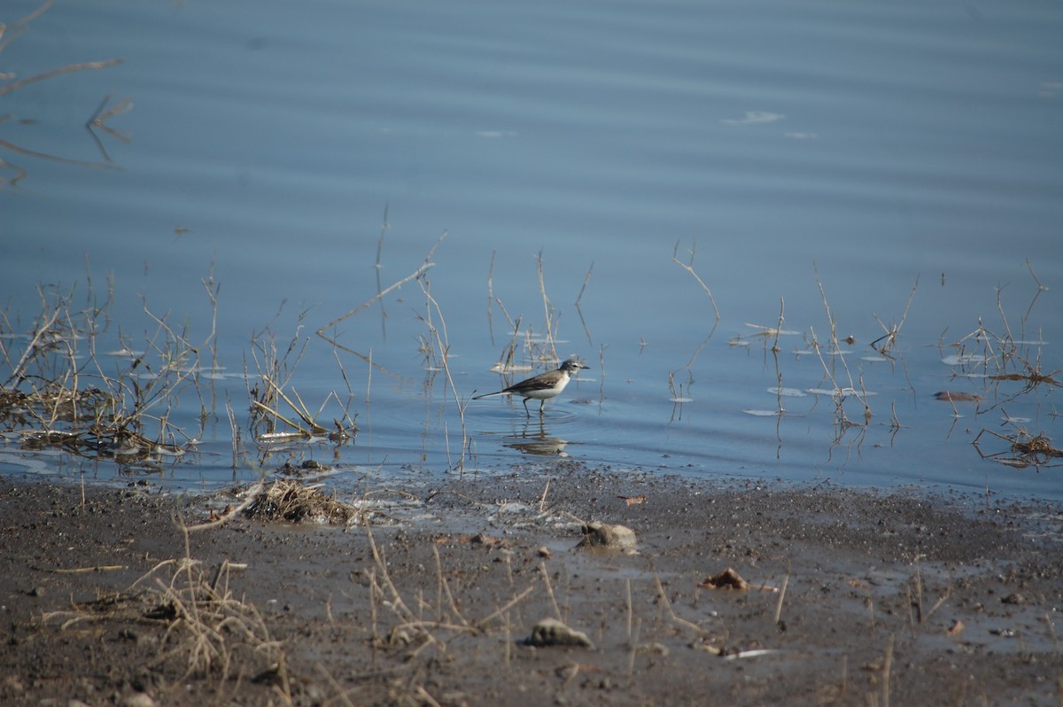 Citrine Wagtail - ML647173231