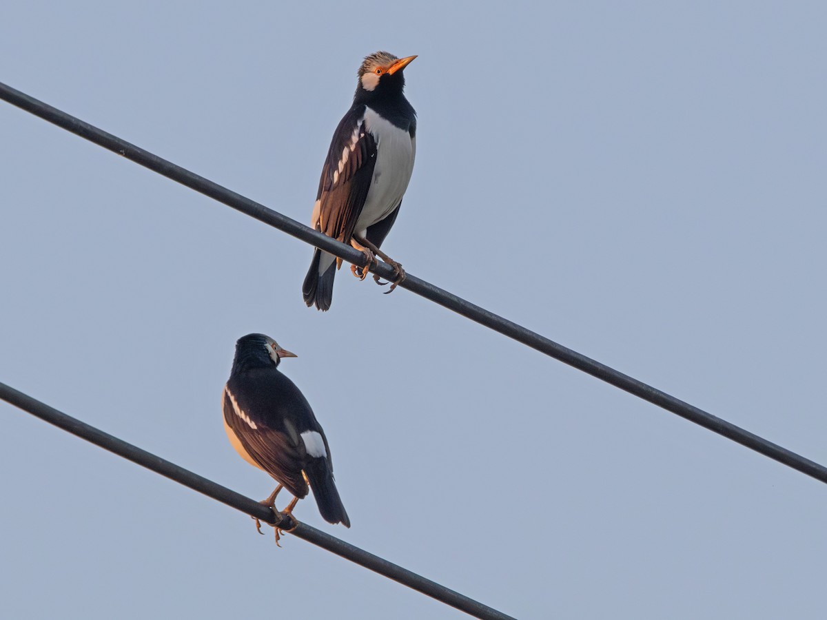 Siamese Pied Starling - ML647173232
