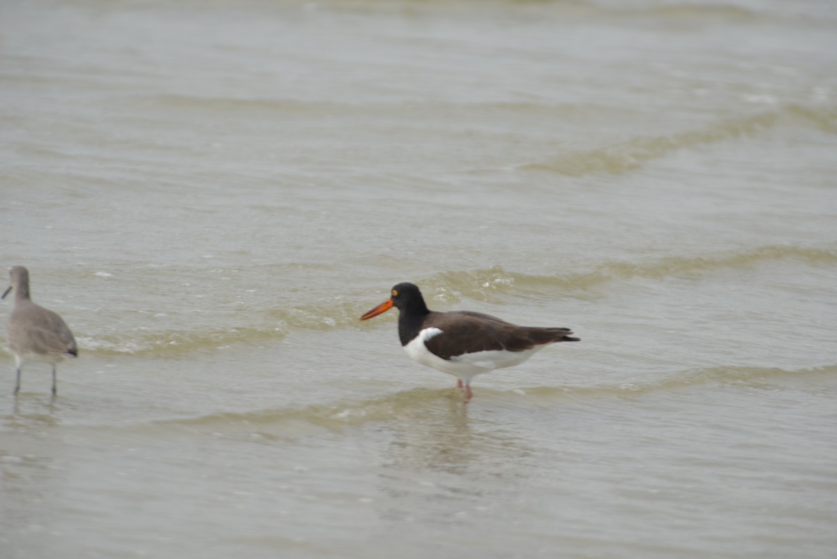American Oystercatcher - ML647173237