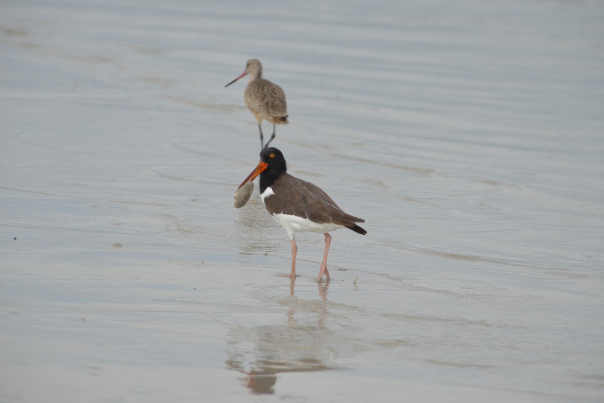 American Oystercatcher - ML647173238