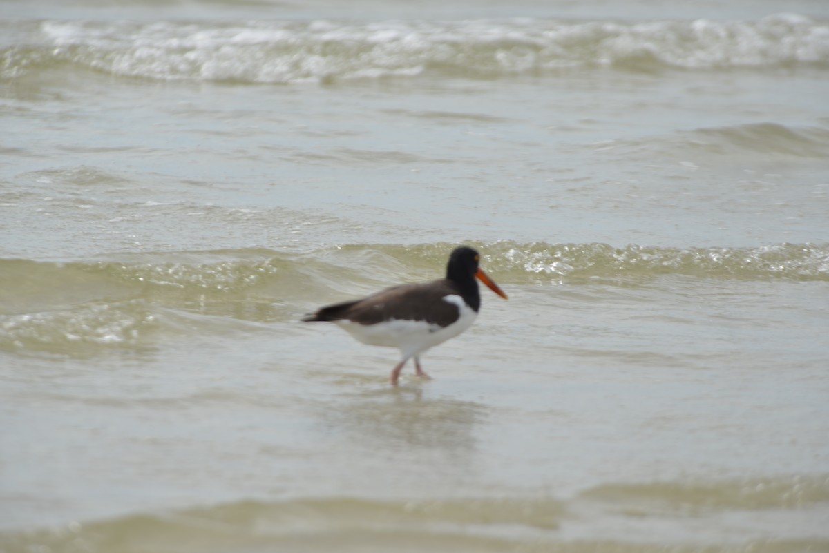 American Oystercatcher - ML647173239