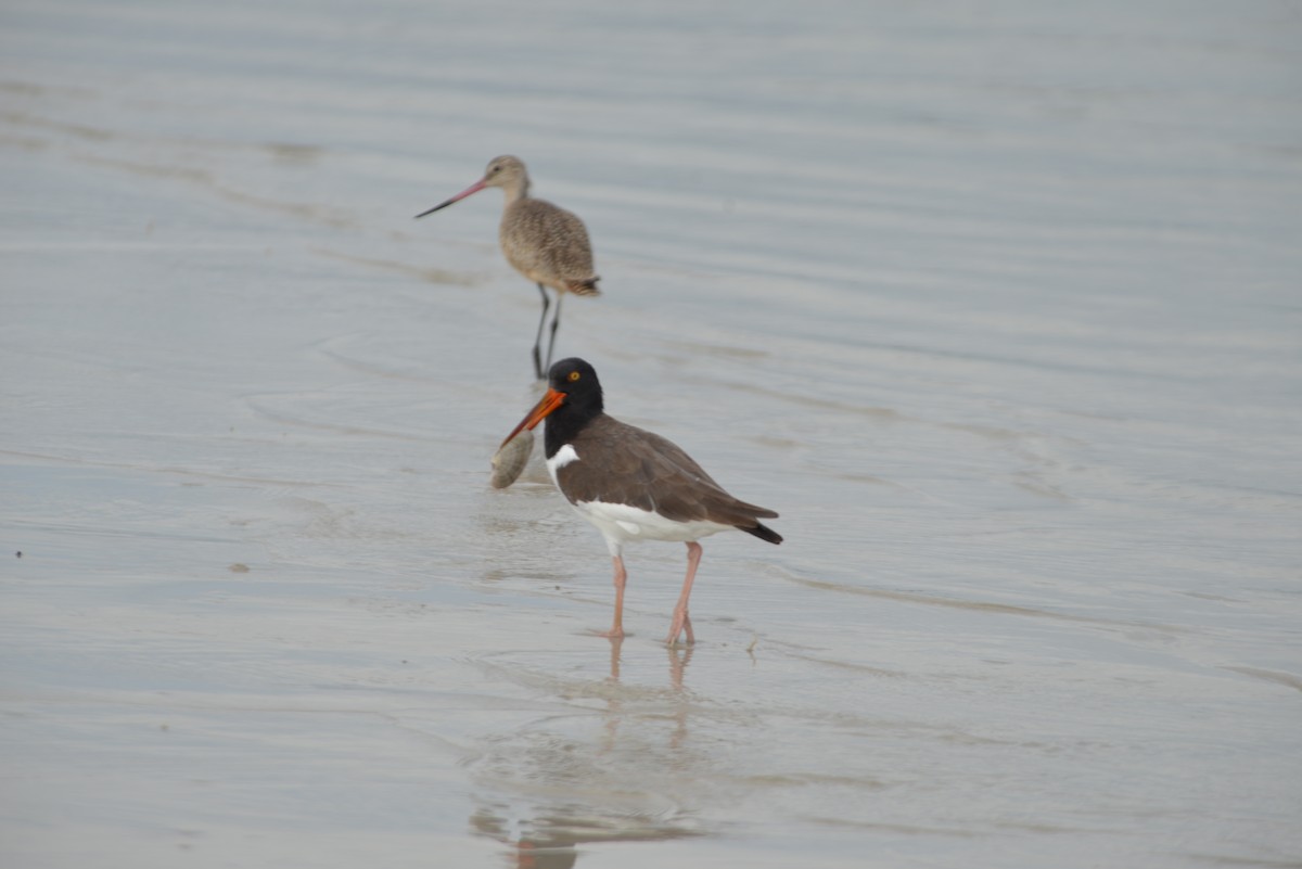 American Oystercatcher - ML647173240
