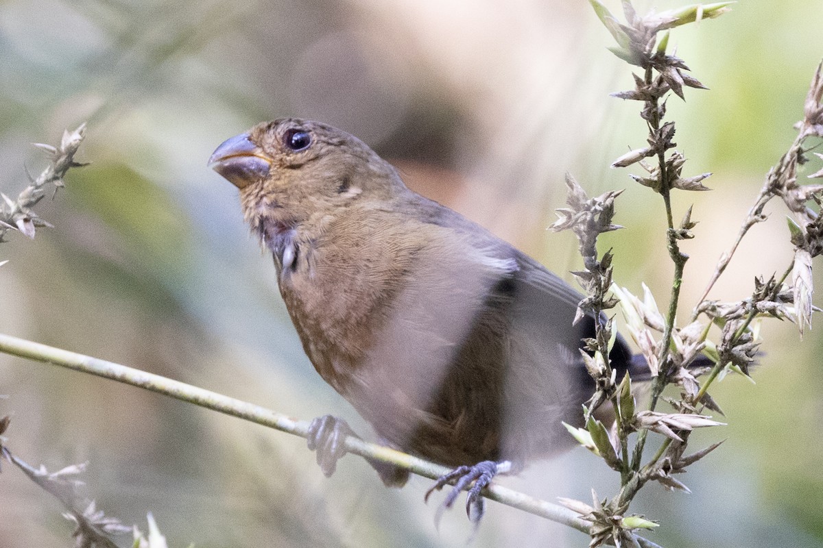 Thick-billed Seed-Finch - ML647173244
