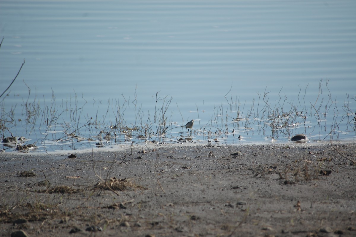 Citrine Wagtail - ML647173247