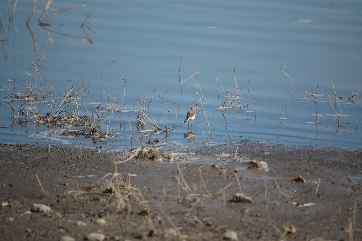 Citrine Wagtail - ML647173248