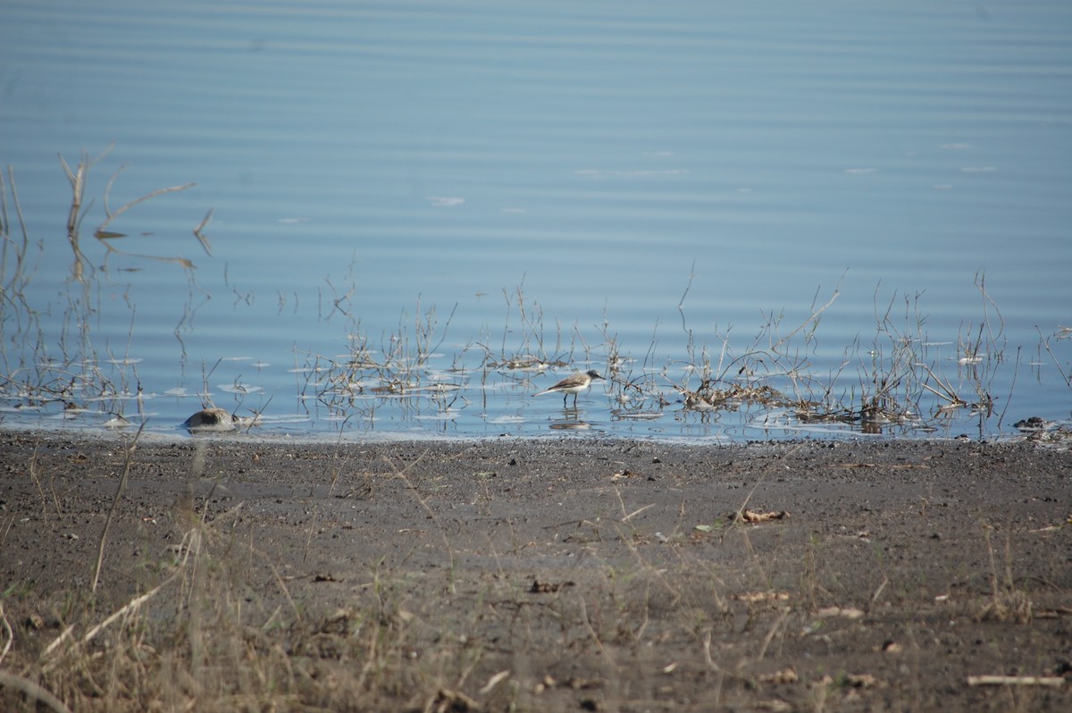 Citrine Wagtail - ML647173249