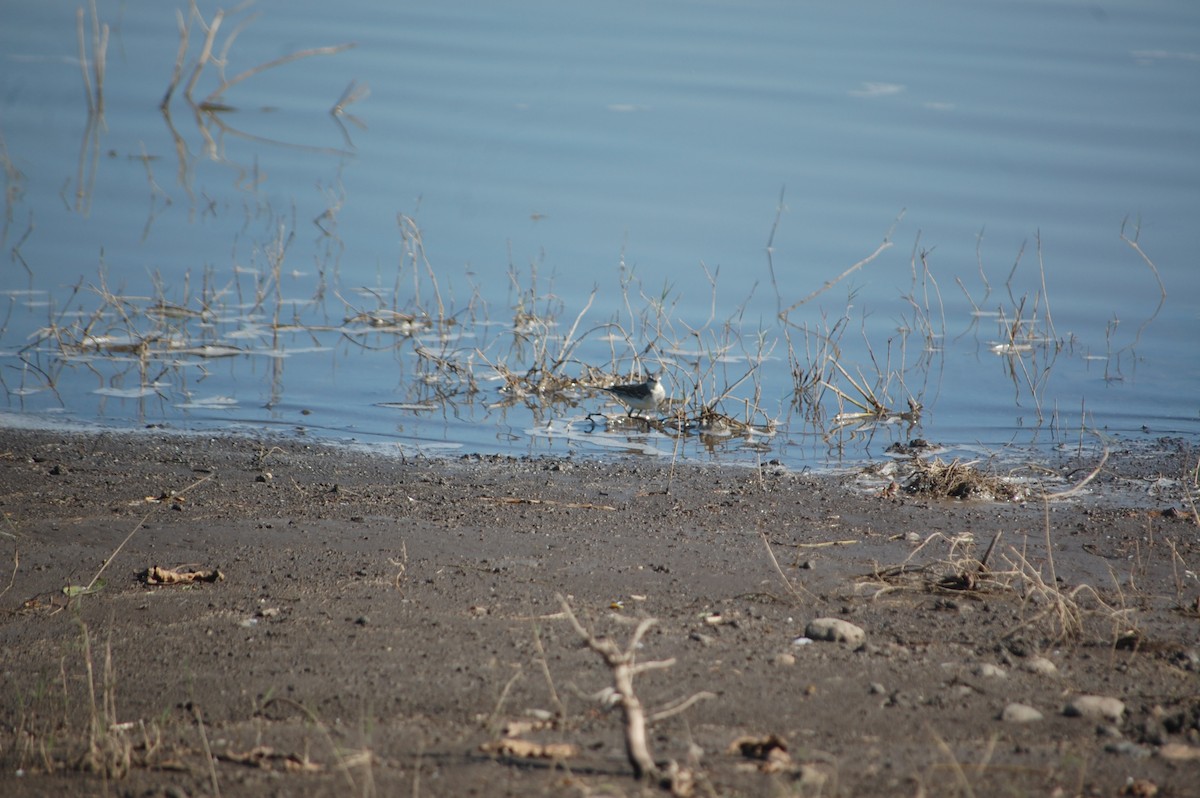 Zitronenstelze - ML647173250