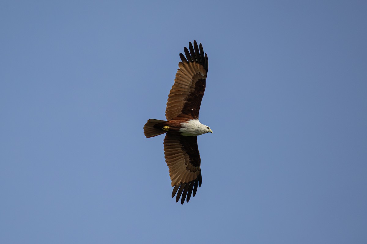 Brahmanenmilan - ML647173251