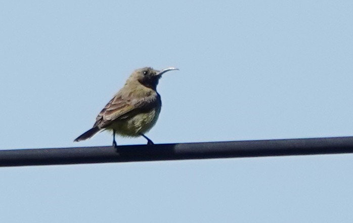 Nektarvogel, unbestimmt - ML647173252