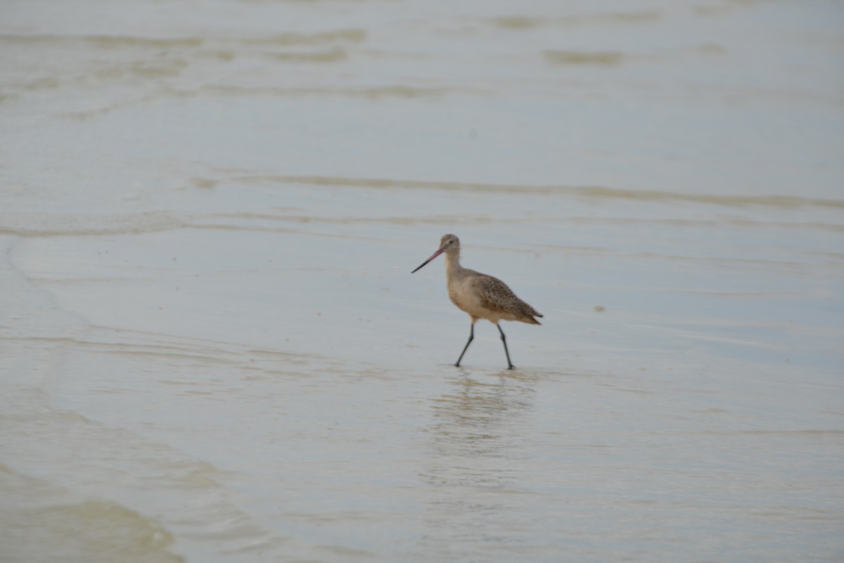 Marmorschnepfe - ML647173253