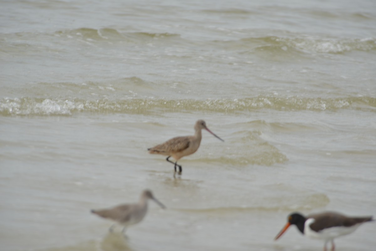 Marmorschnepfe - ML647173254