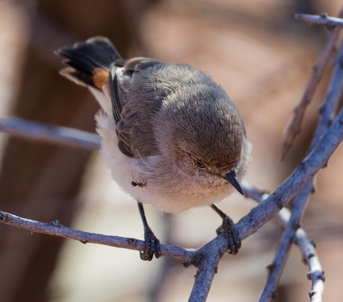 Braunbürzel-Dornschnabel - ML647173256