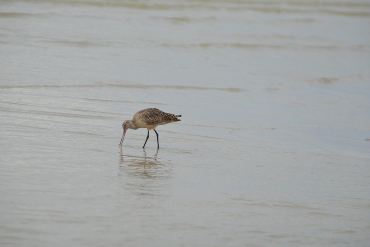 Marmorschnepfe - ML647173257