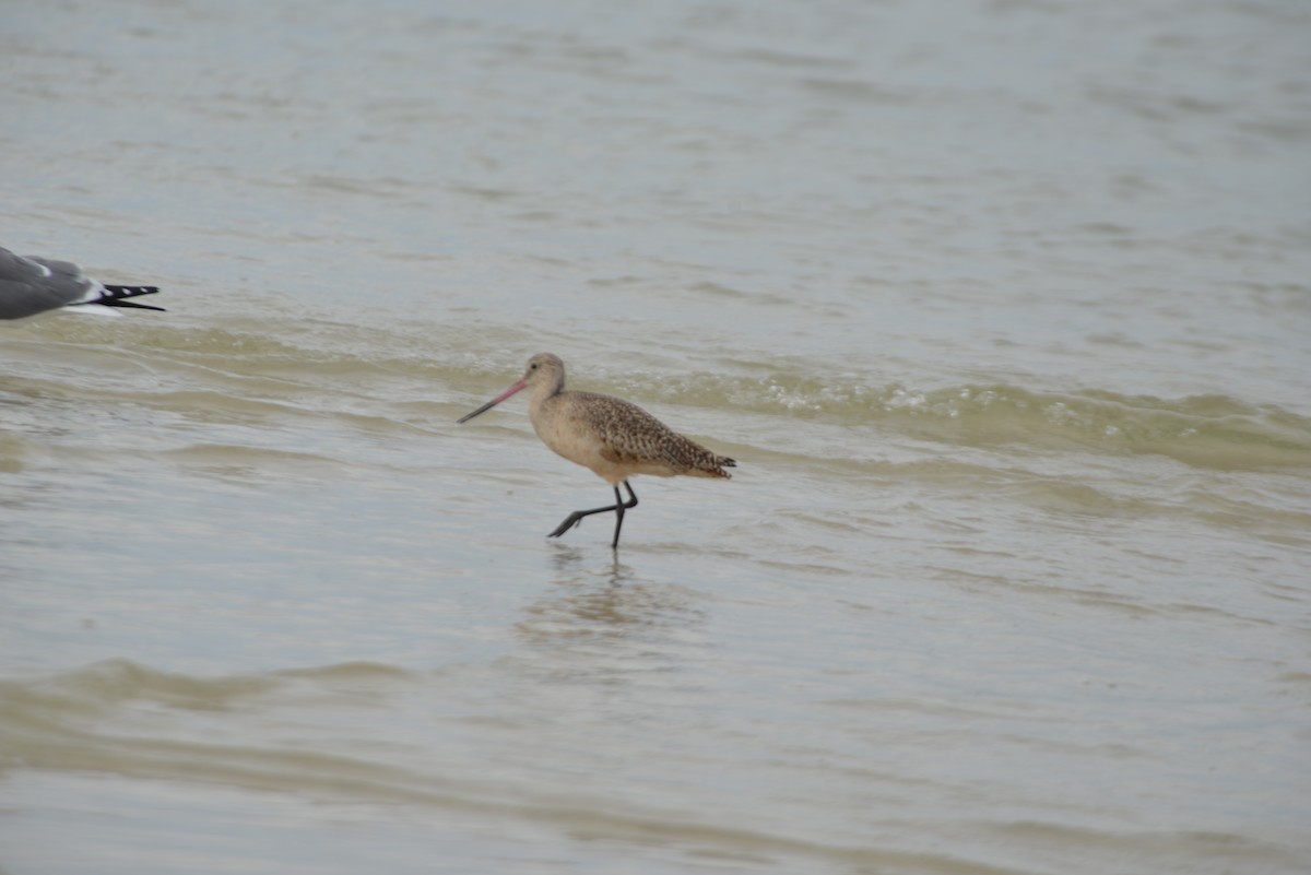 Marmorschnepfe - ML647173258