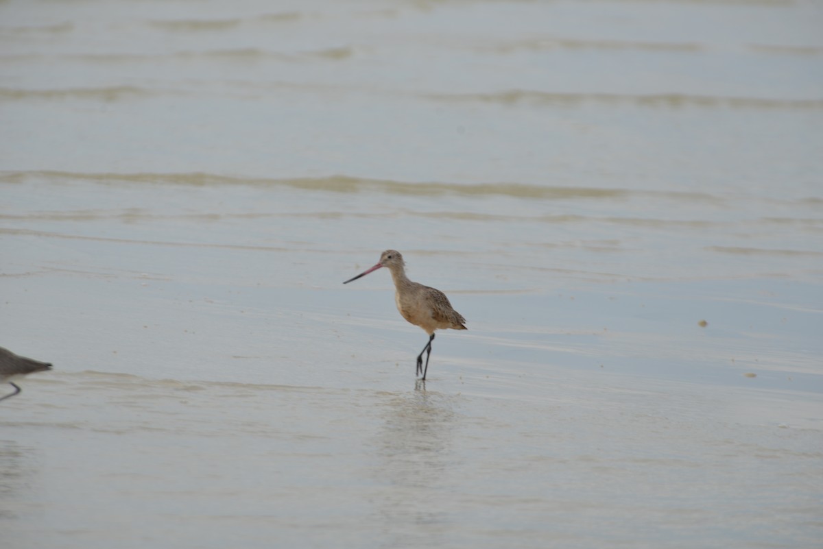 Marmorschnepfe - ML647173259