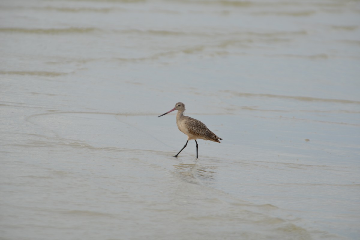 Marmorschnepfe - ML647173261