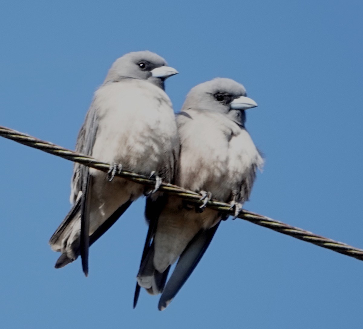 Grauschwalbenstar - ML647173262