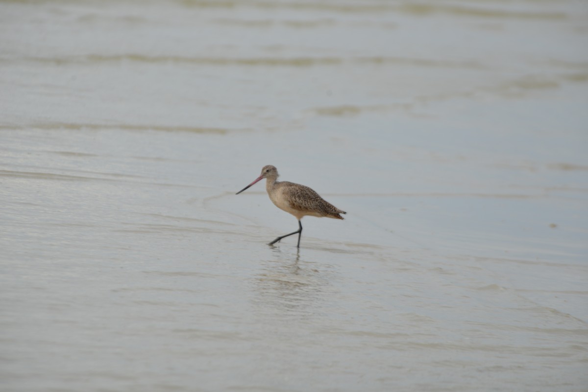 Marmorschnepfe - ML647173263