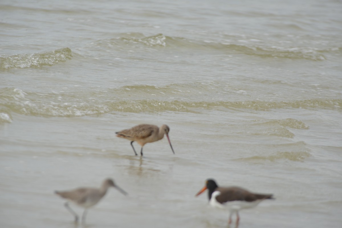 Marmorschnepfe - ML647173264