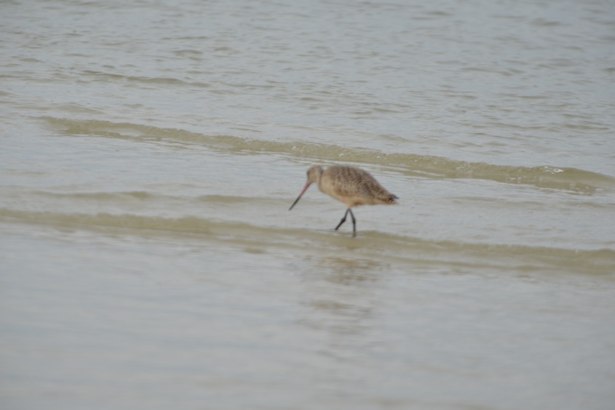 Marmorschnepfe - ML647173265