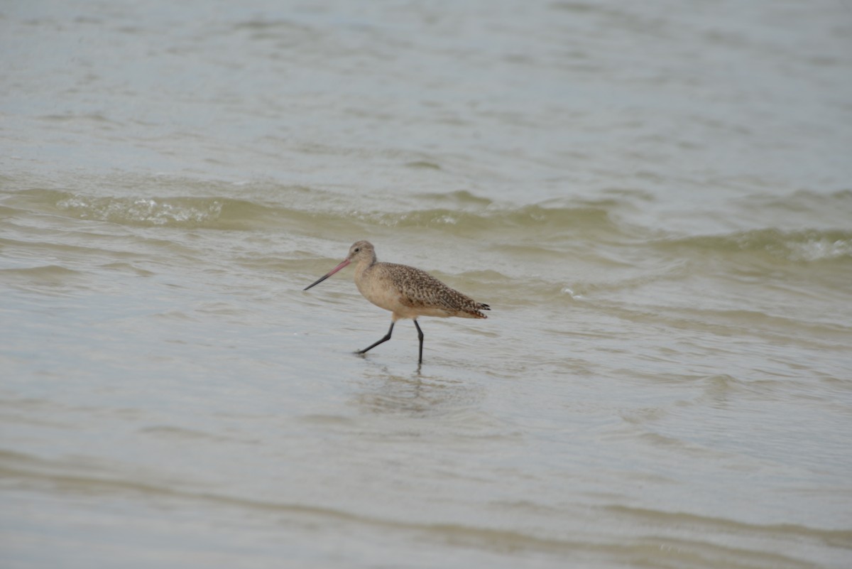 Marmorschnepfe - ML647173266