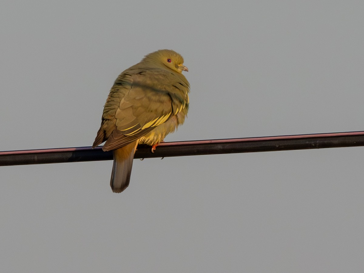 Frühlingsgrüntaube - ML647173267