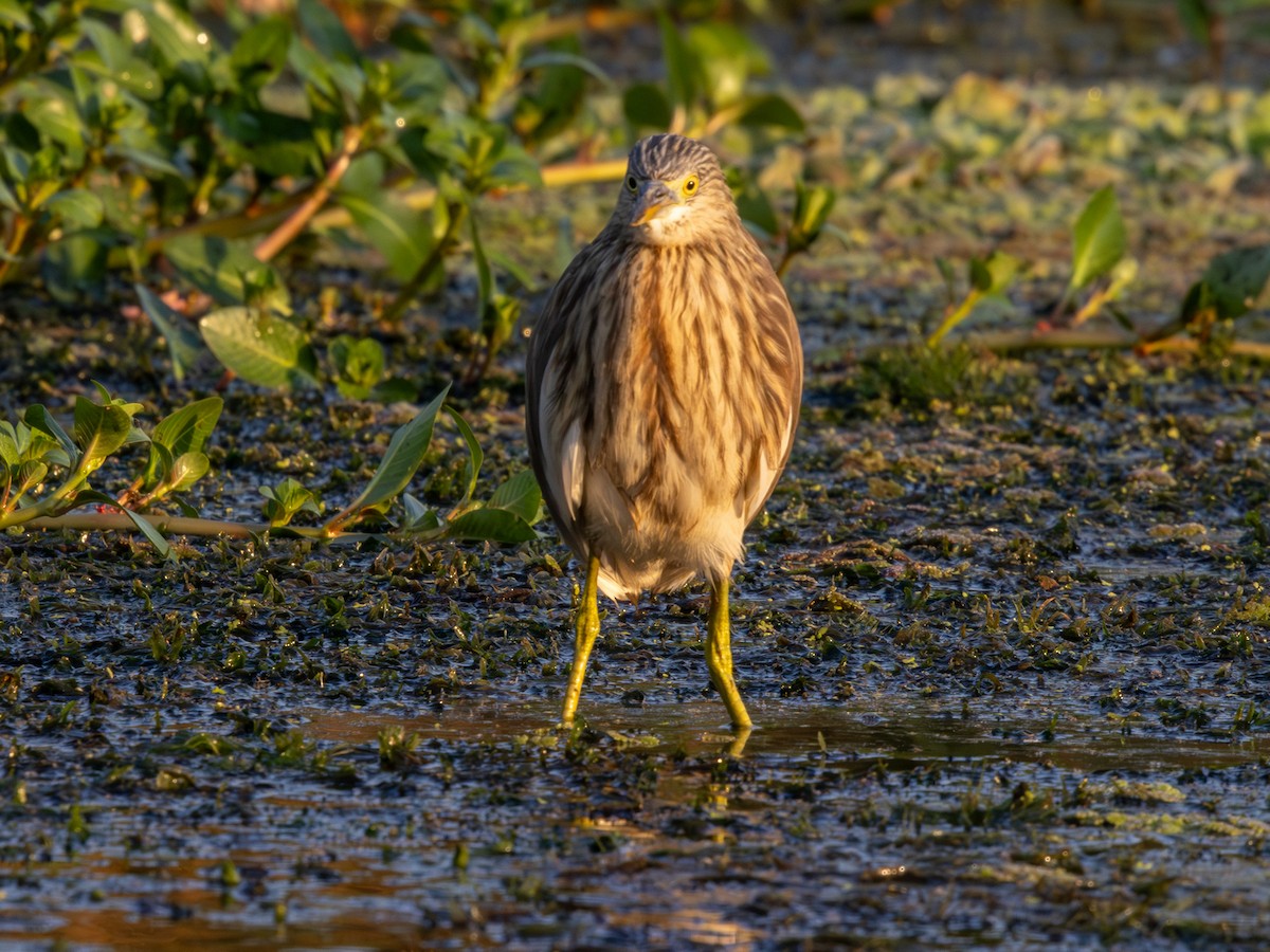 Ardeola, unbestimmt - ML647173268