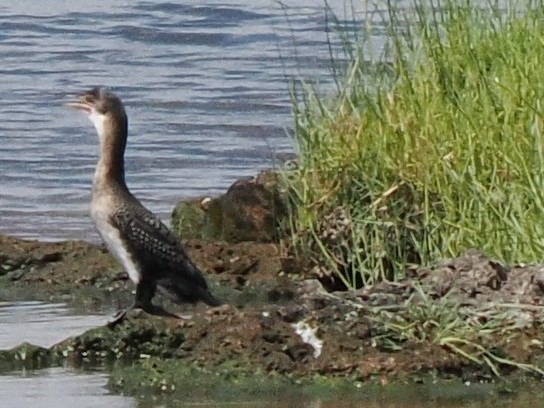 Riedscharbe - ML647173269