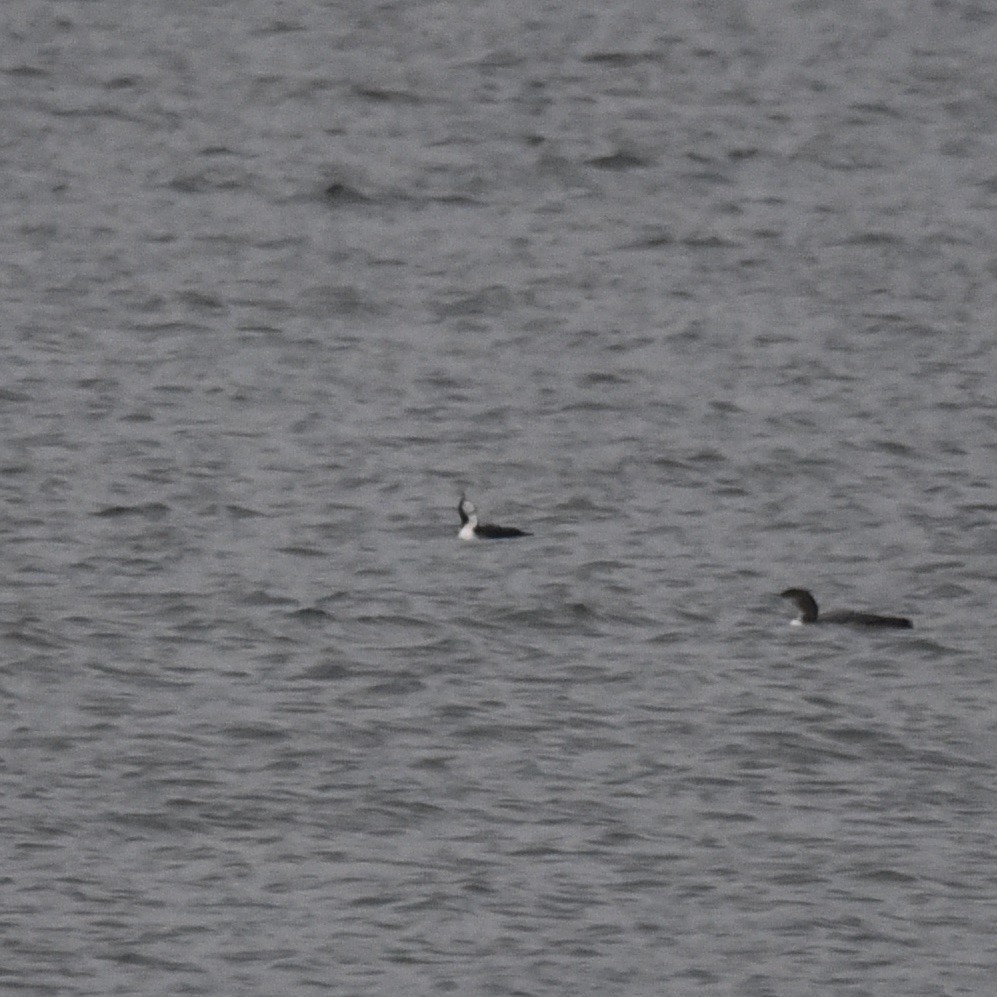 Pazifiktaucher - ML647173270