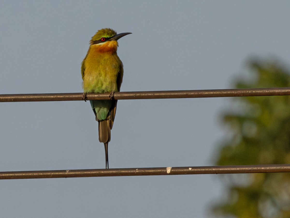 Blauschwanzspint - ML647173271