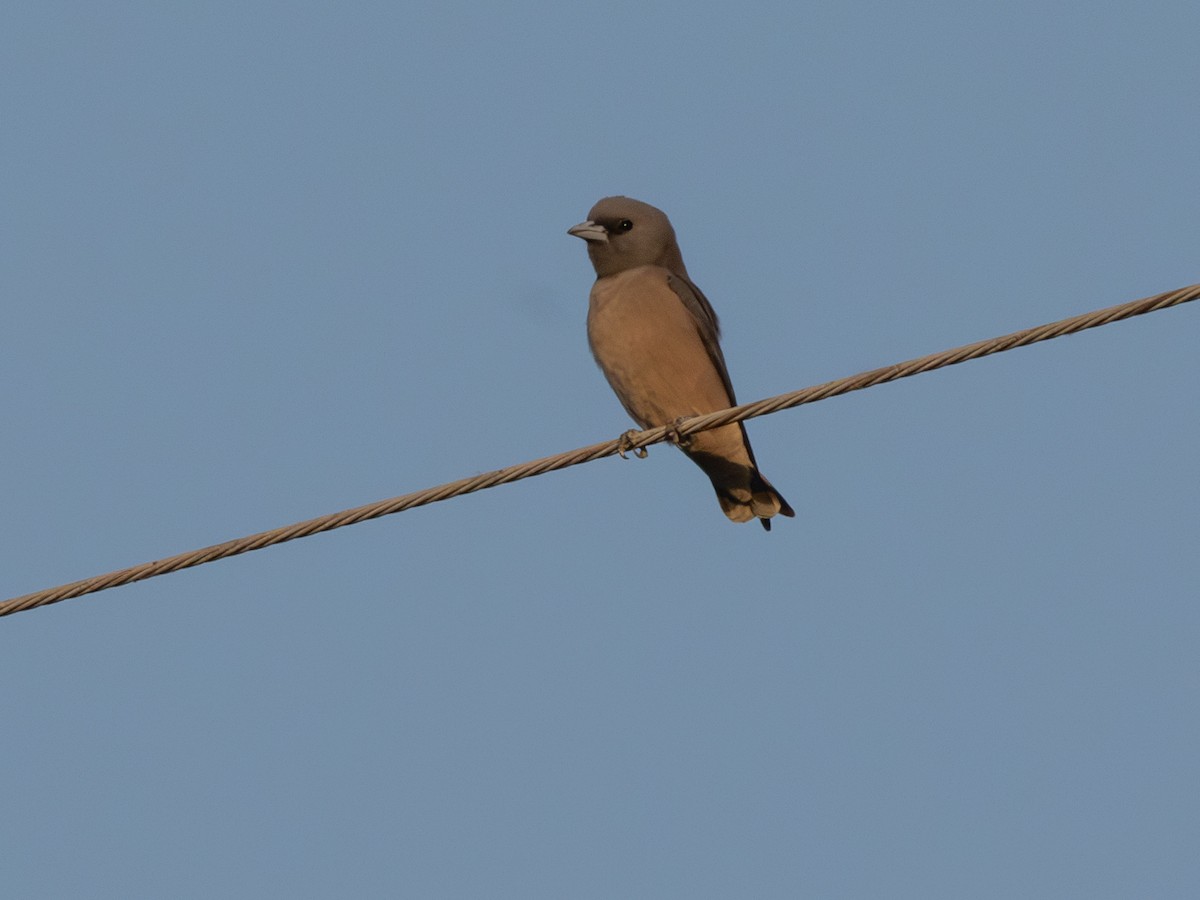 Grauschwalbenstar - ML647173272