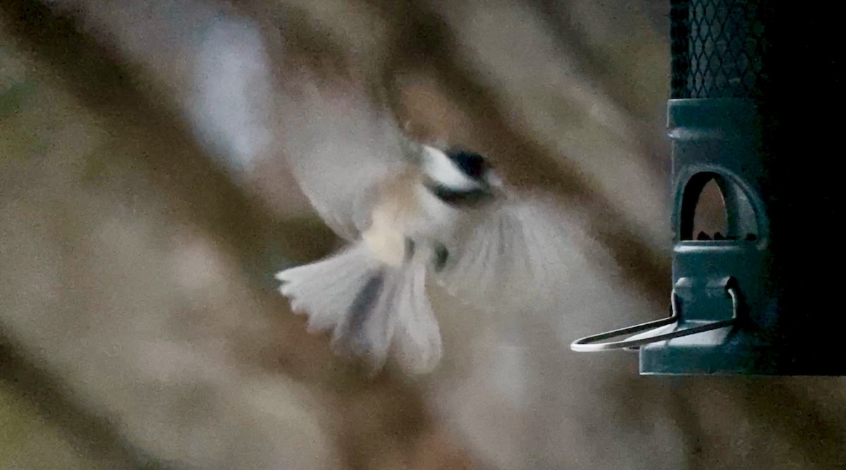 Schwarzkopfmeise - ML647173273