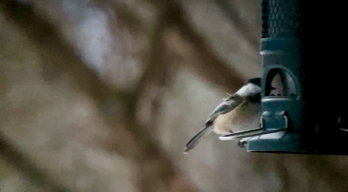 Schwarzkopfmeise - ML647173274