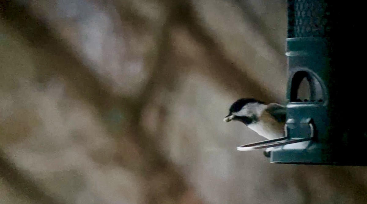 Schwarzkopfmeise - ML647173275