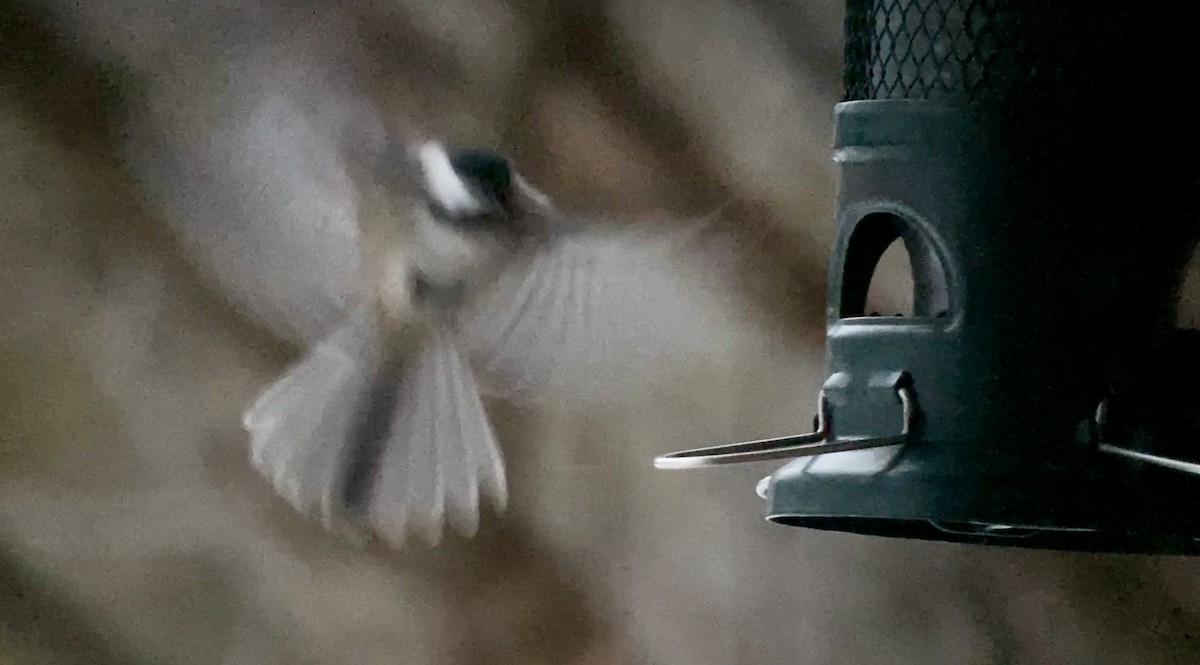 Schwarzkopfmeise - ML647173276