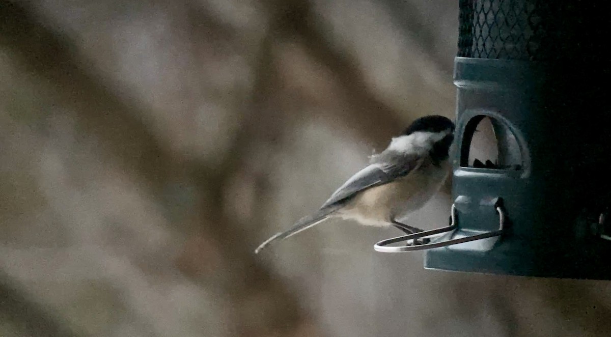 Schwarzkopfmeise - ML647173277