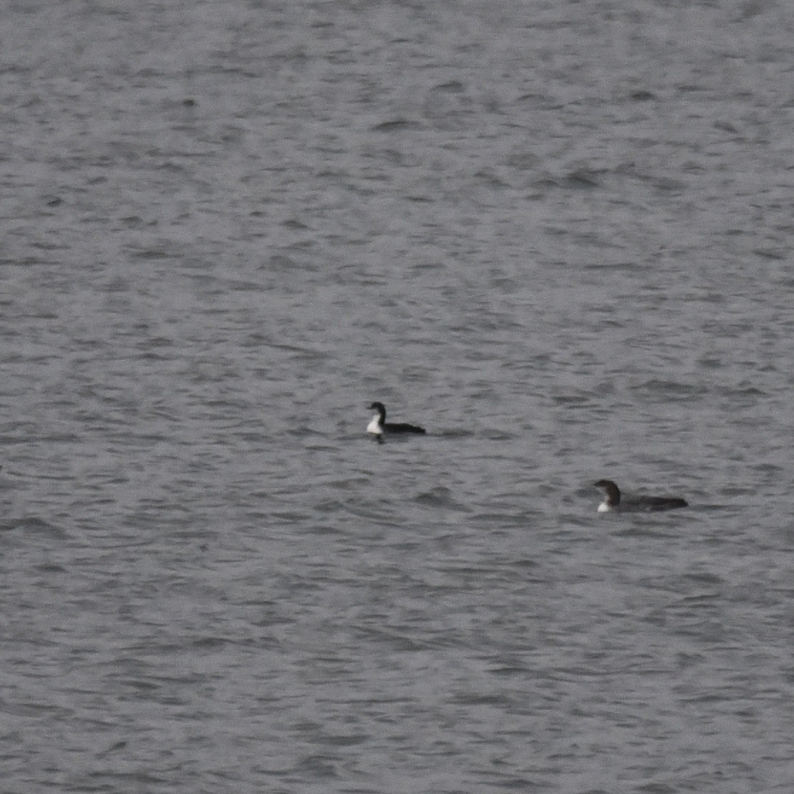 Pazifiktaucher - ML647173278