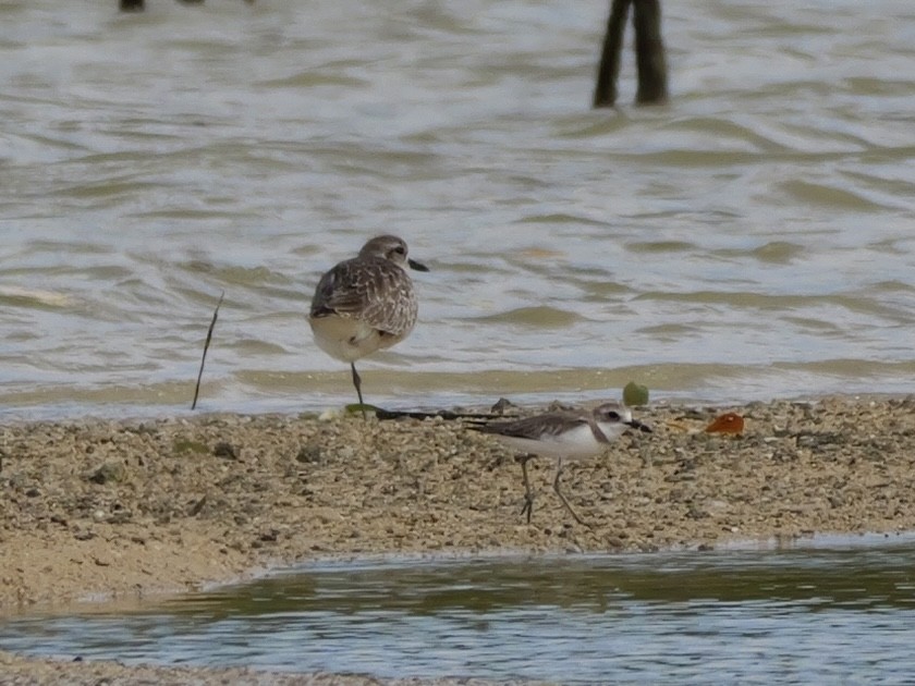 Kiebitzregenpfeifer - ML647173279