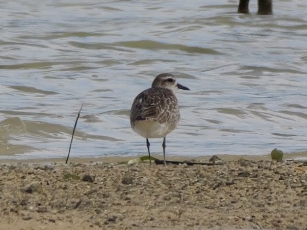 Black-bellied Plover - ML647173280