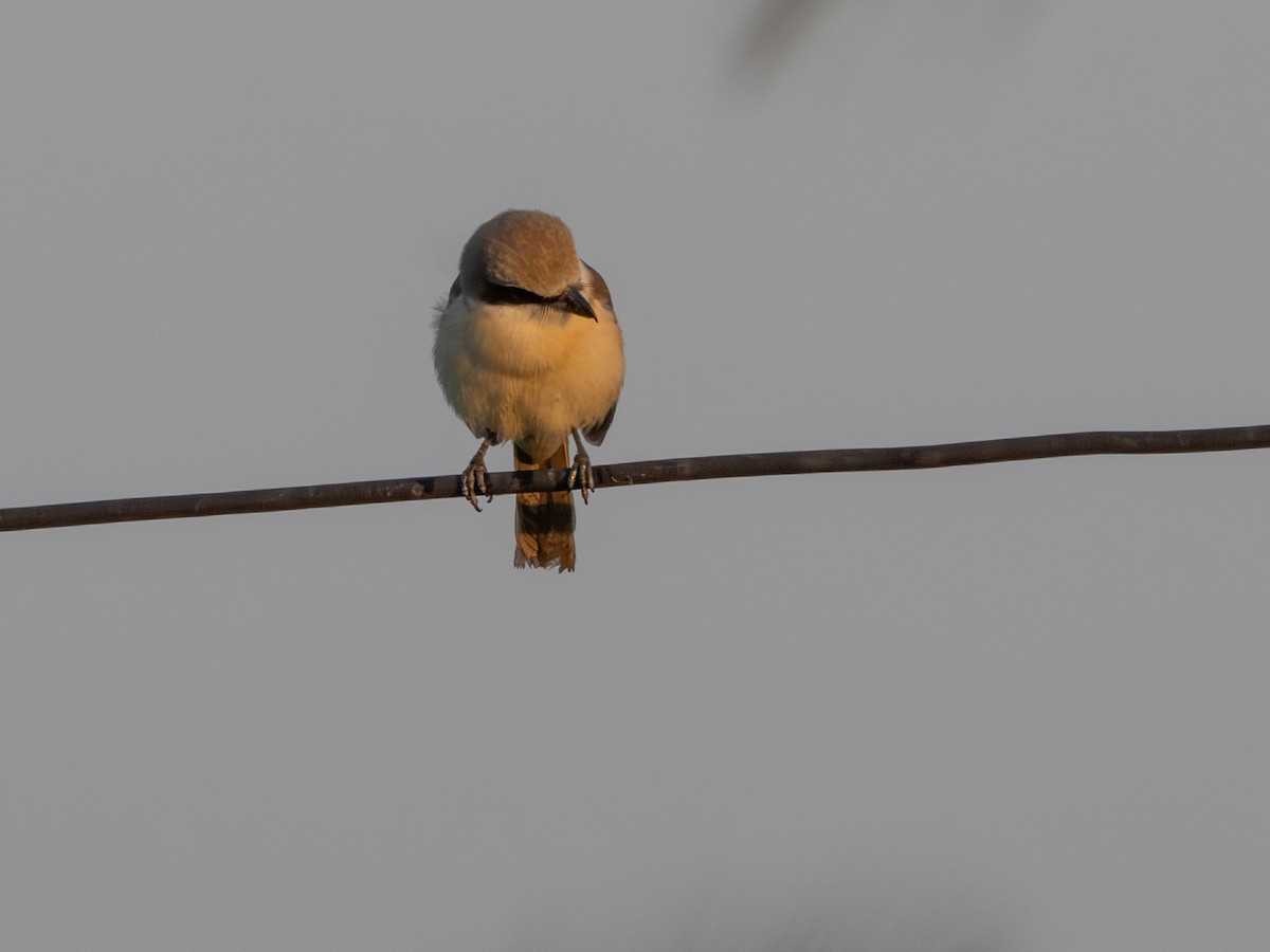 Brown Shrike (Brown) - ML647173281