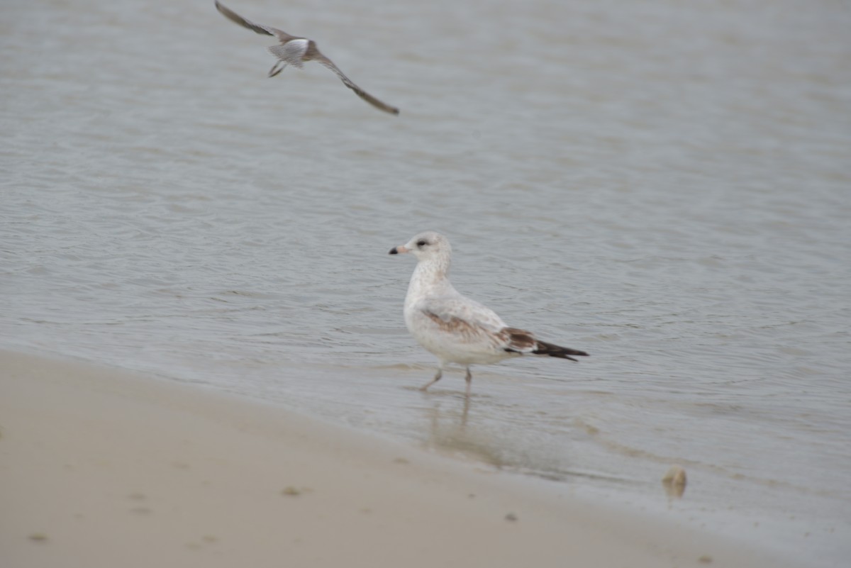 Ring-billed Gull - ML647173282
