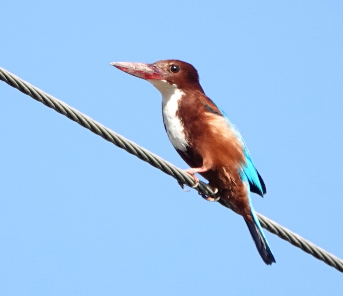 White-throated Kingfisher - ML647173283