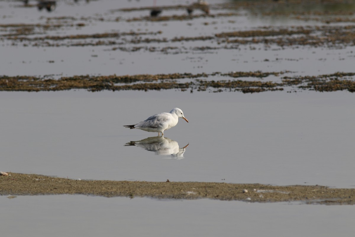 Slender-billed Gull - ML647173284