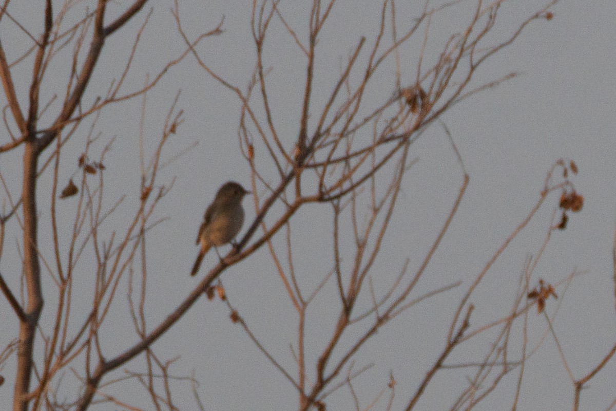 Daurian Redstart - ML647173285