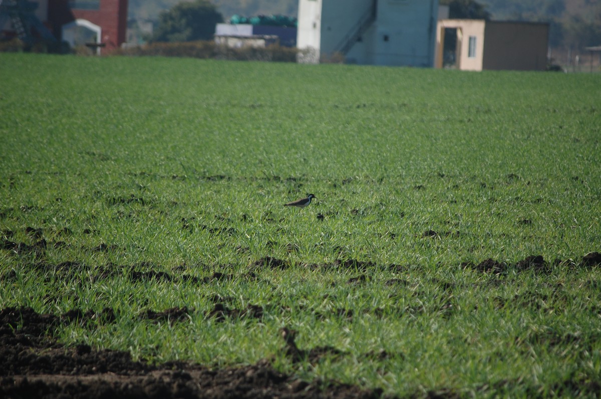 Red-wattled Lapwing - ML647173288