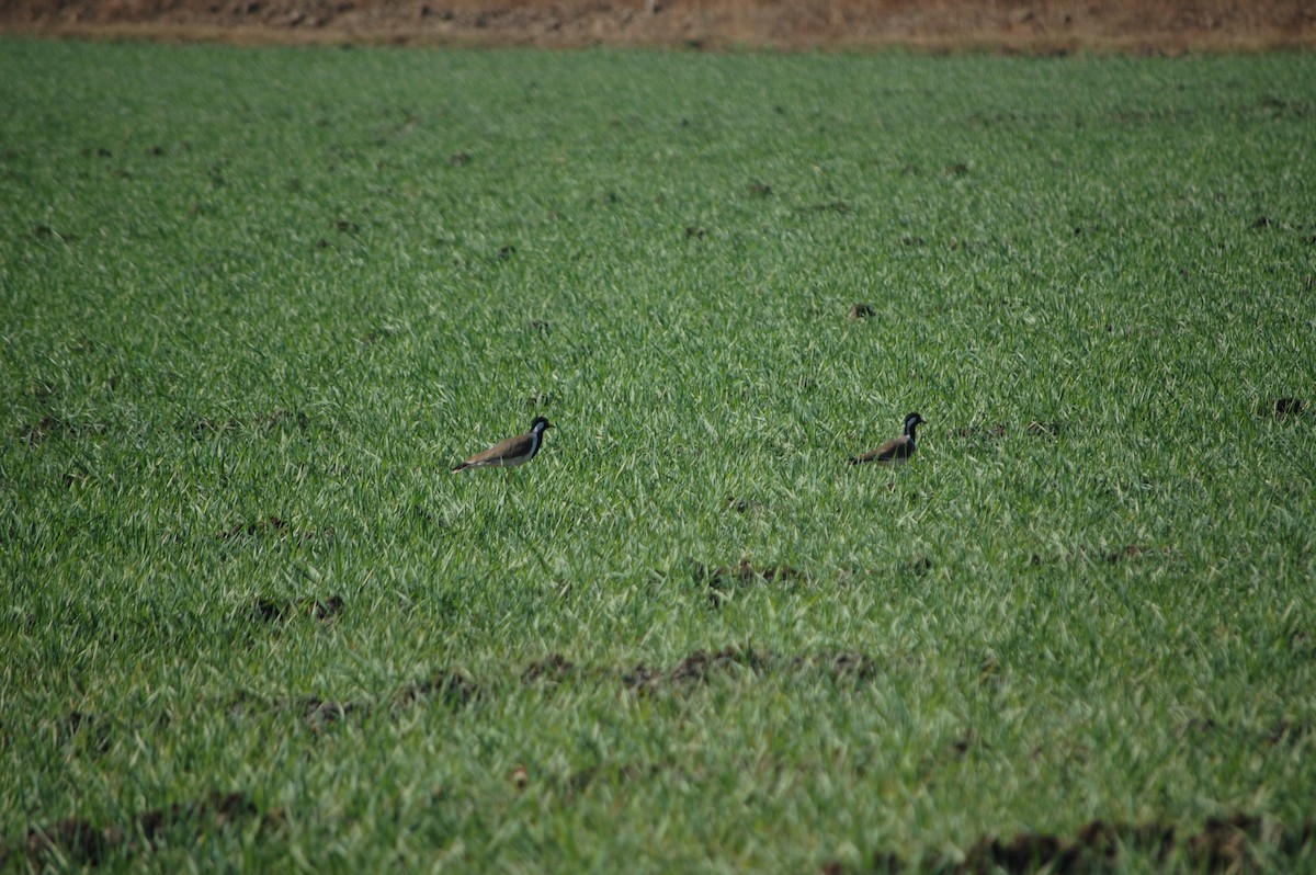 Red-wattled Lapwing - ML647173289