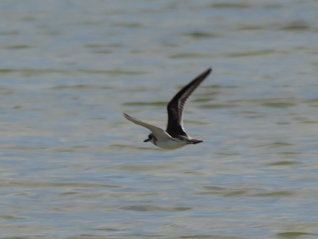 Greater Sand-Plover - ML647173290