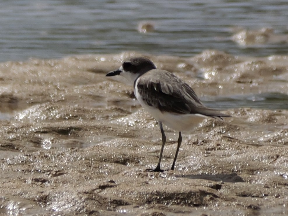 Greater Sand-Plover - ML647173291
