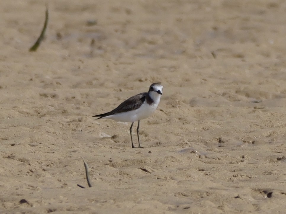 Greater Sand-Plover - ML647173292