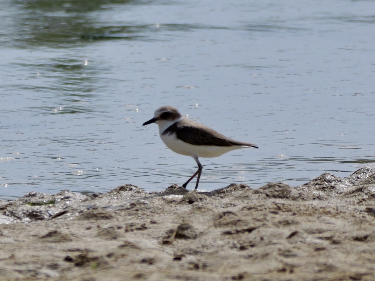 Greater Sand-Plover - ML647173293